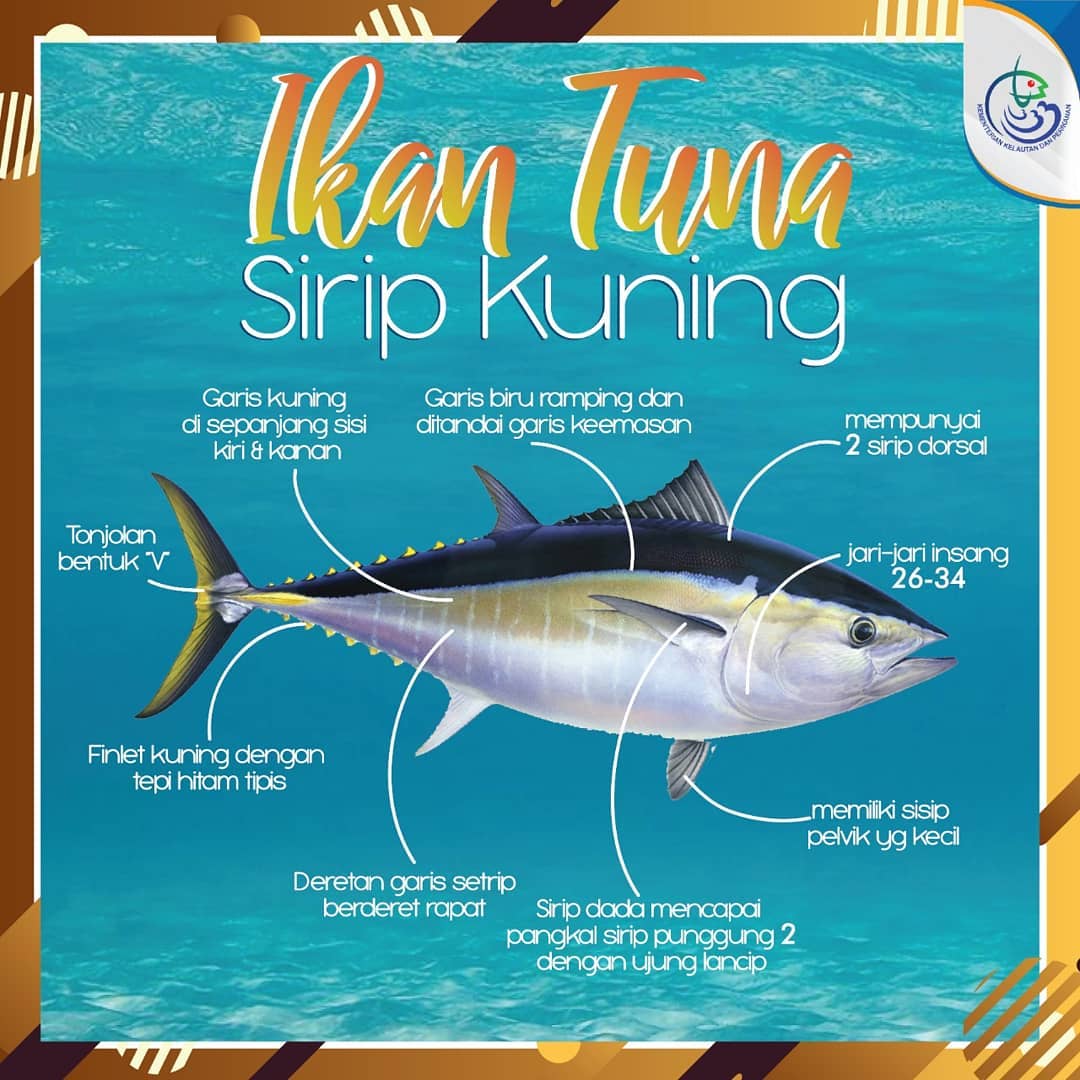 Ikan Tuna
